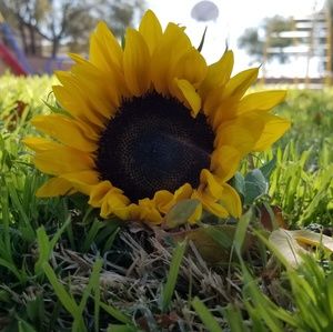 Meet your Posher, Charlene